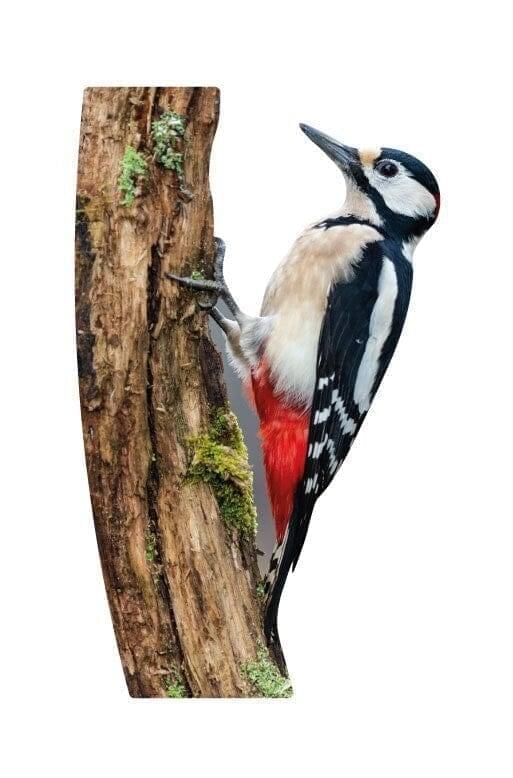 Animal display Great Spotted Woodpecker