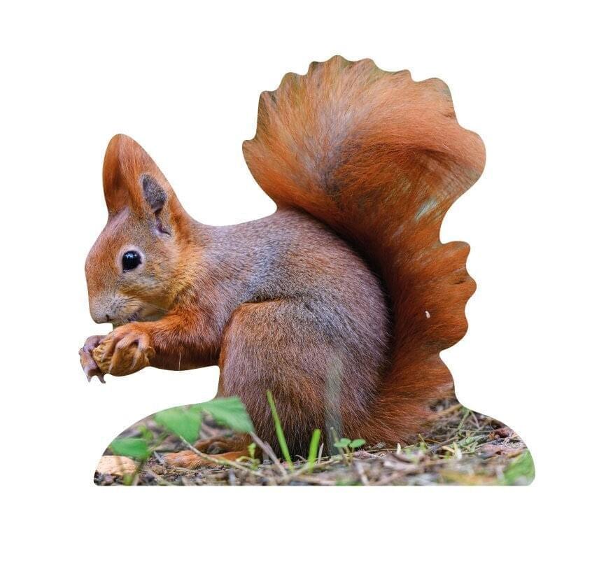 Scoiattolo da esposizione per animali