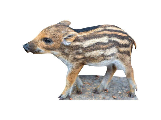 Animal display Freshling