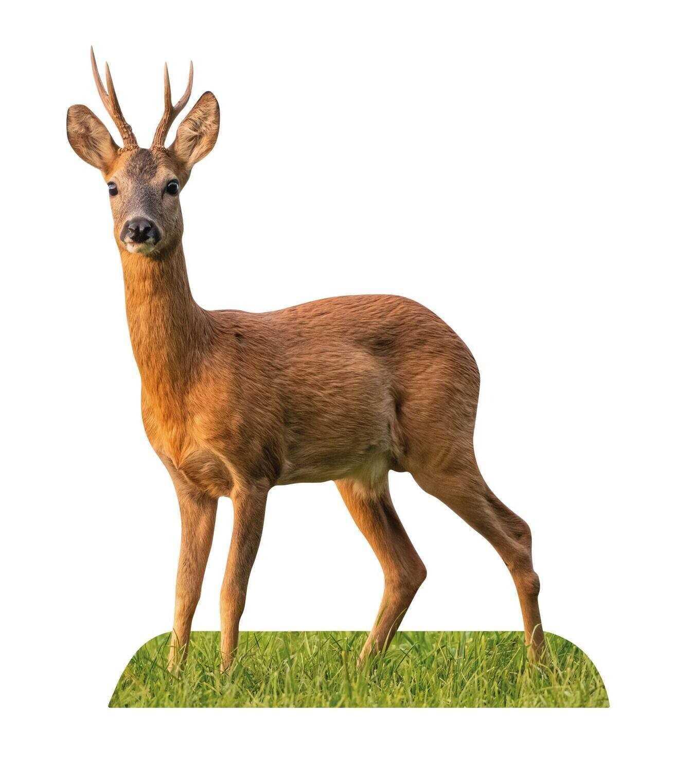 Tieraufsteller Rehbock
