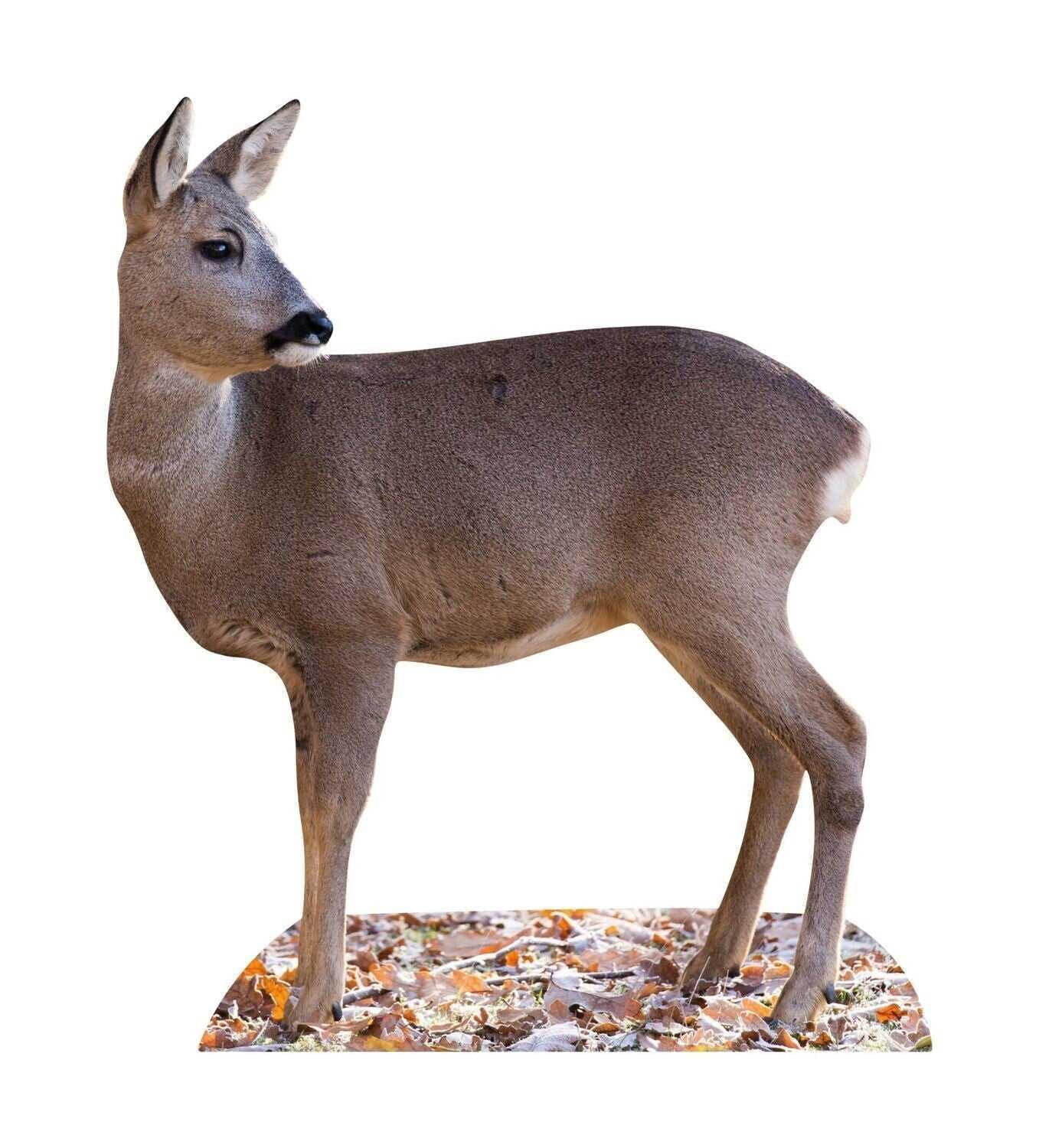 Cervo animale in piedi