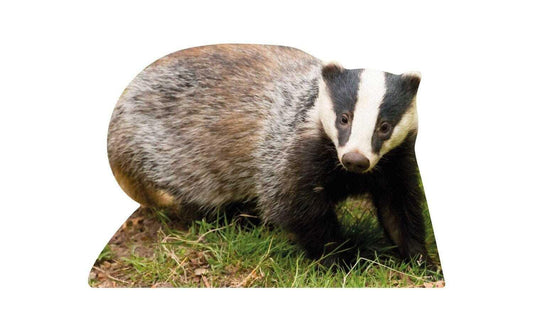 Animal display badger
