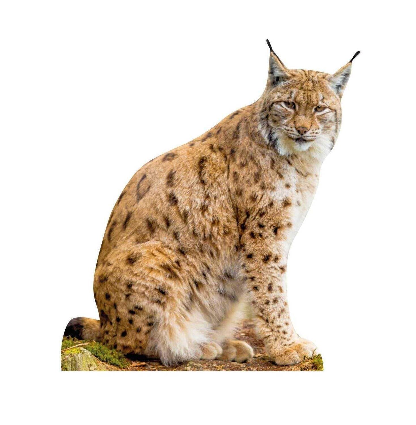 Lince da esposizione per animali - set da esterno