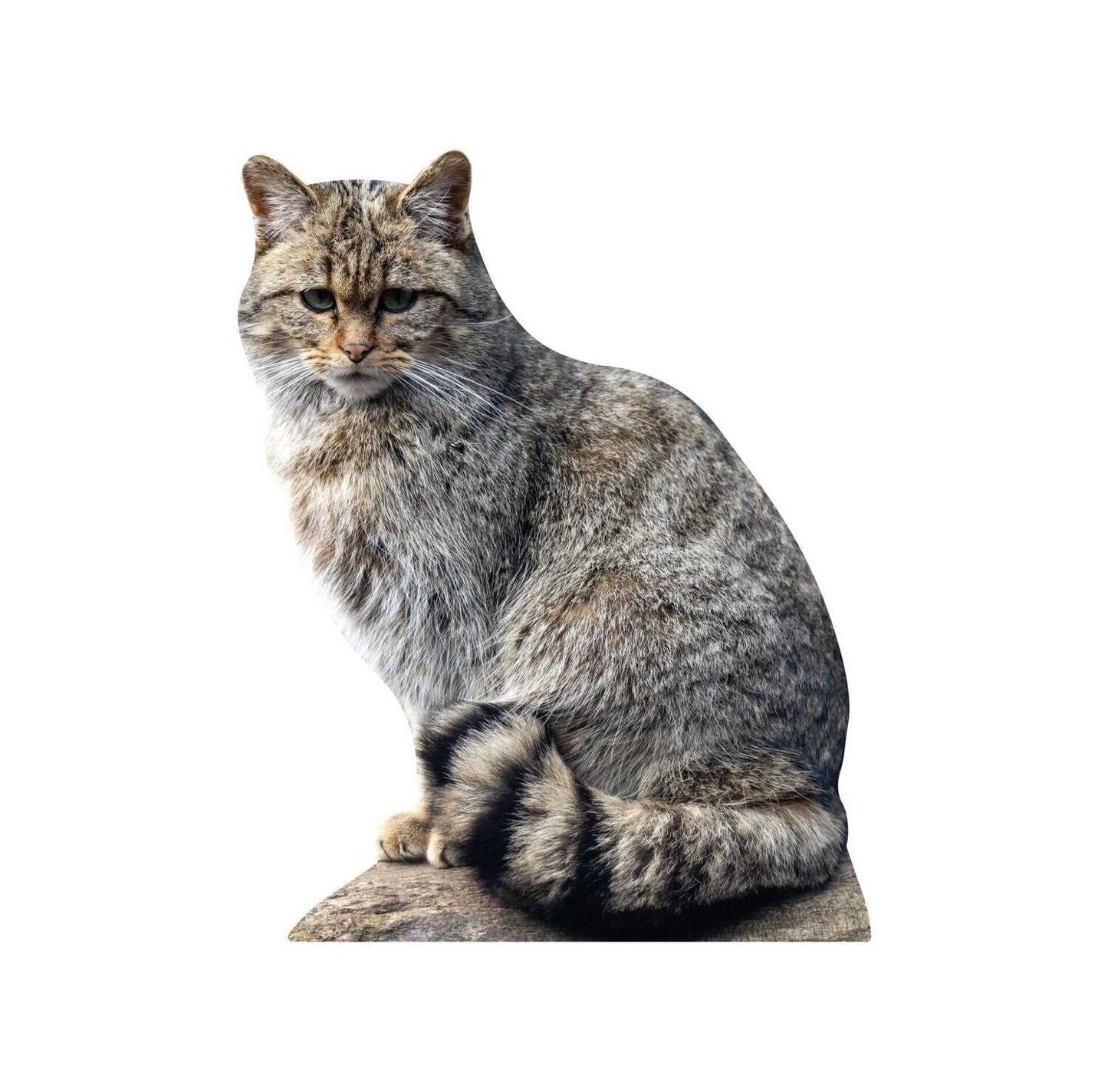 Wildkatze