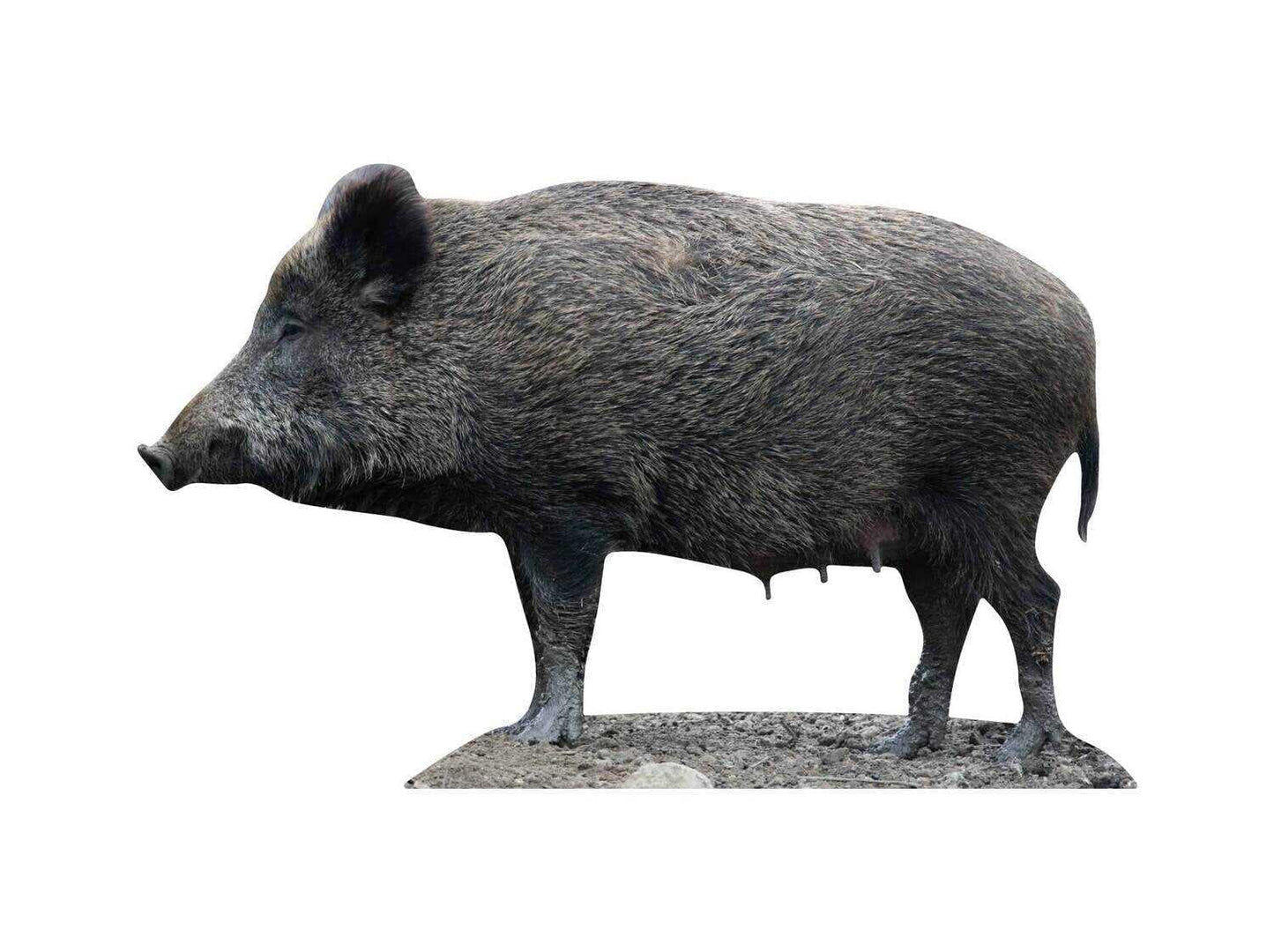 Esposizione di animali Bache - set da esterno