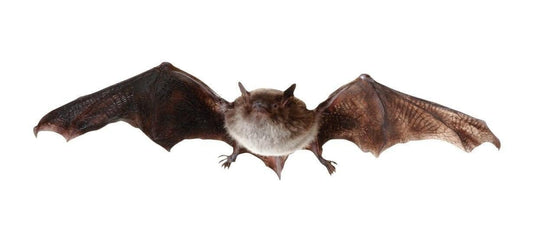 Animal standee serotine bat