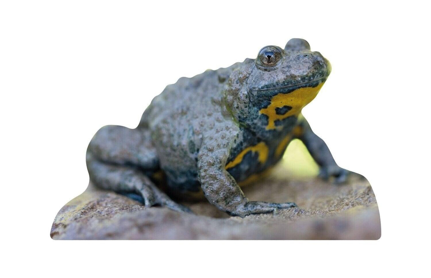 Display animale rospo dal ventre giallo