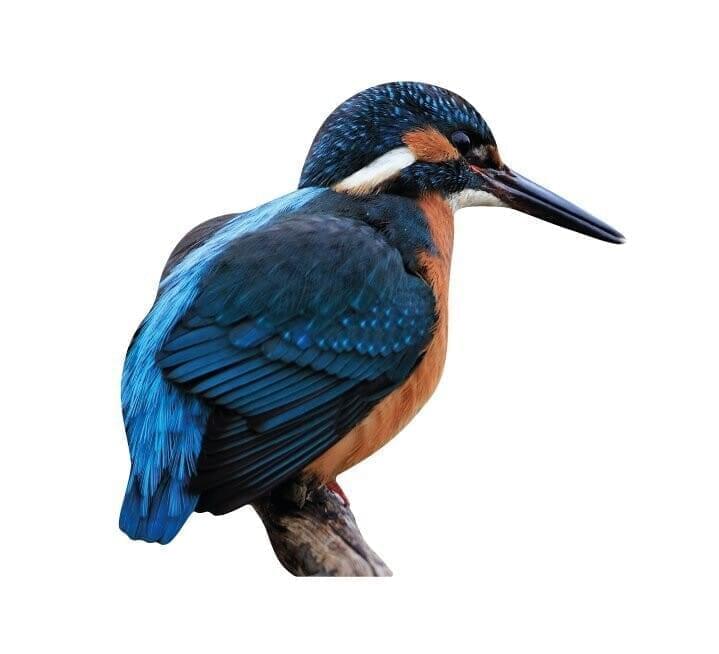 Martin pescatore da esposizione con animali - set da esterno
