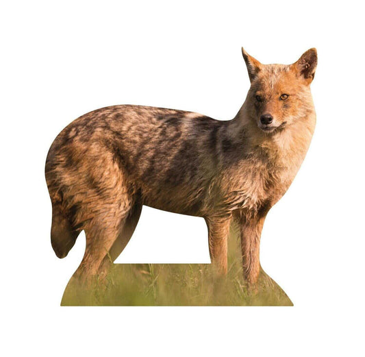 Animal display gold jackal
