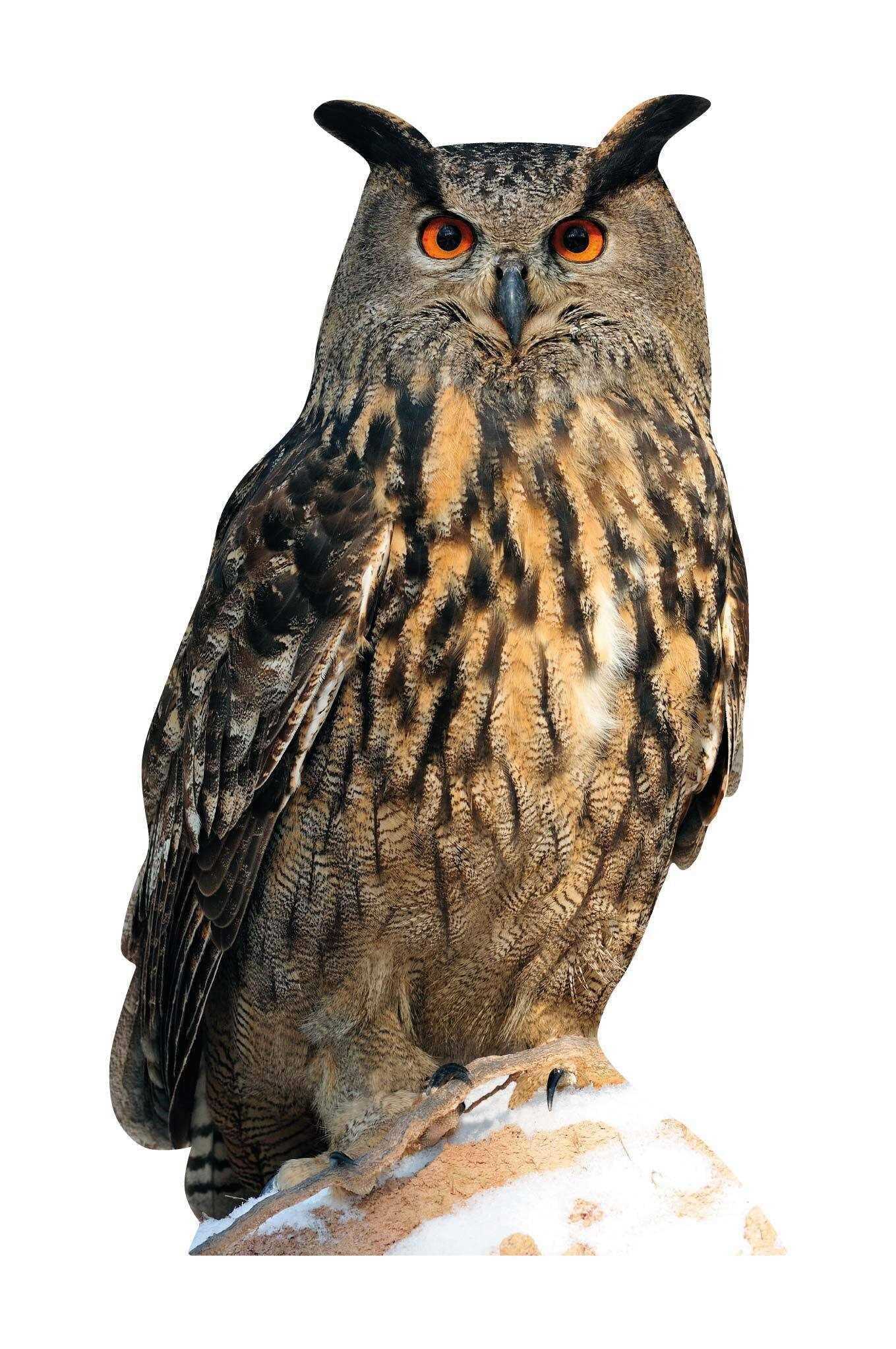 Tierset - Waldvögel