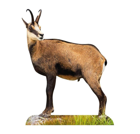 Animal display chamois
