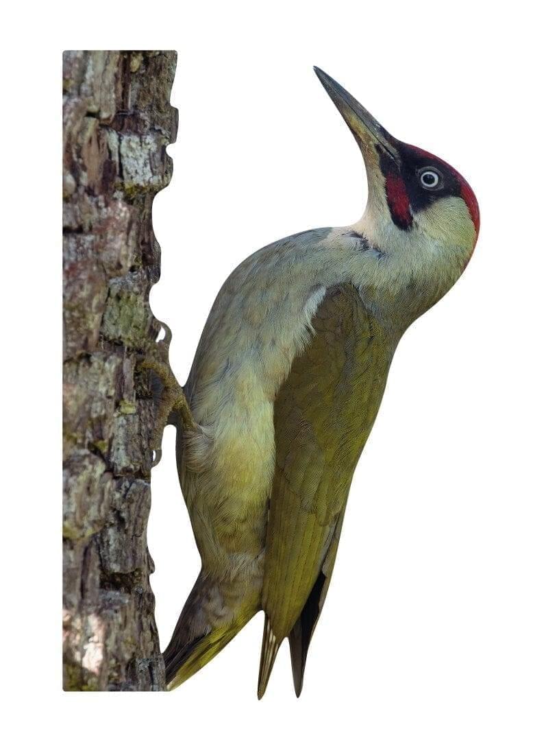 Tieraufsteller Grünspecht