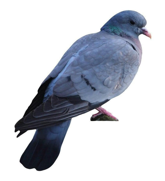 Animal display stock dove