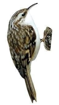 Animal display garden treecreeper