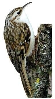 Animal display treecreeper with trunk