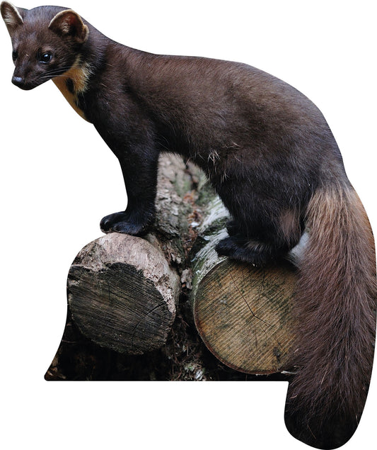 Animal display pine marten