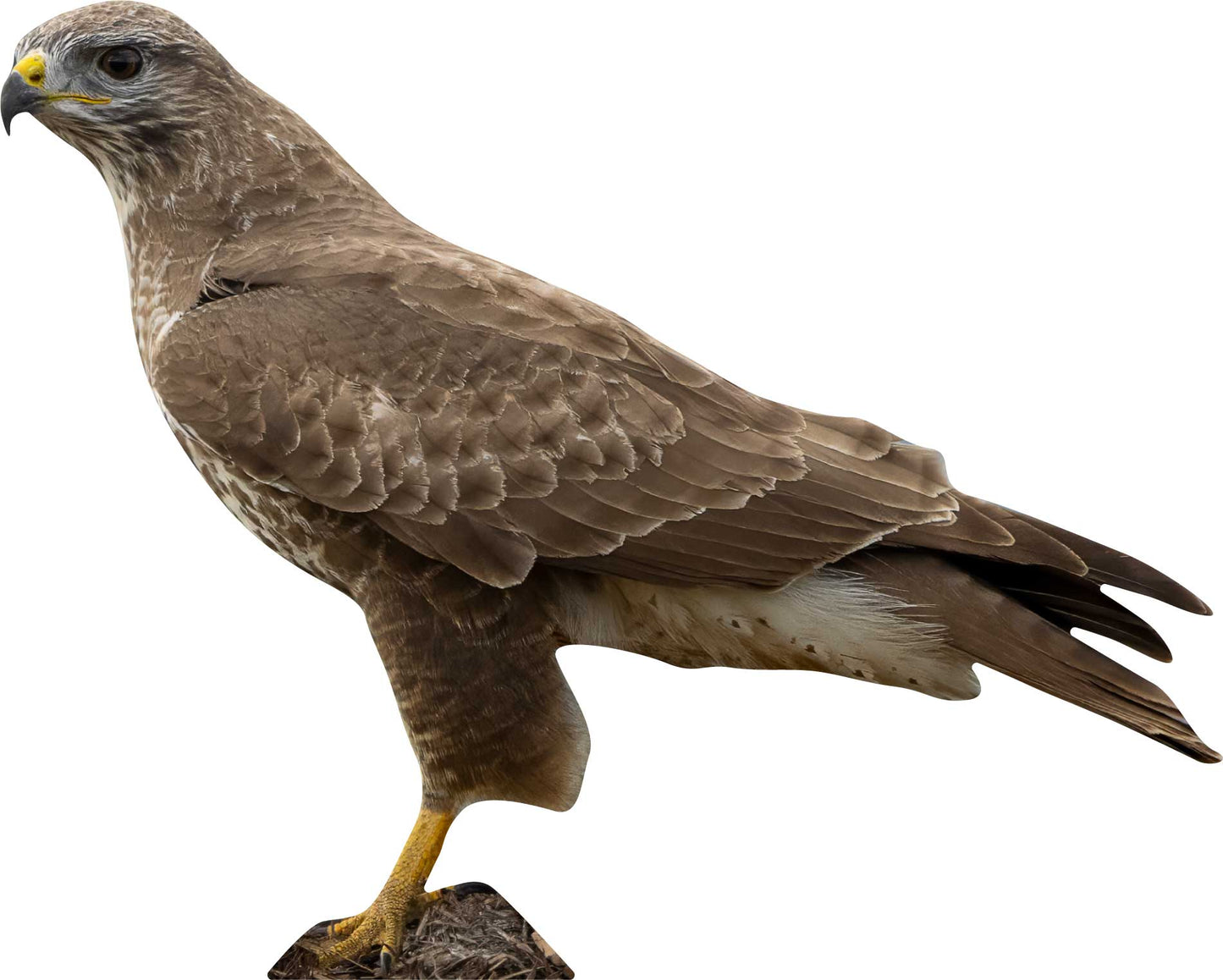 Animal display buzzard - outdoor set