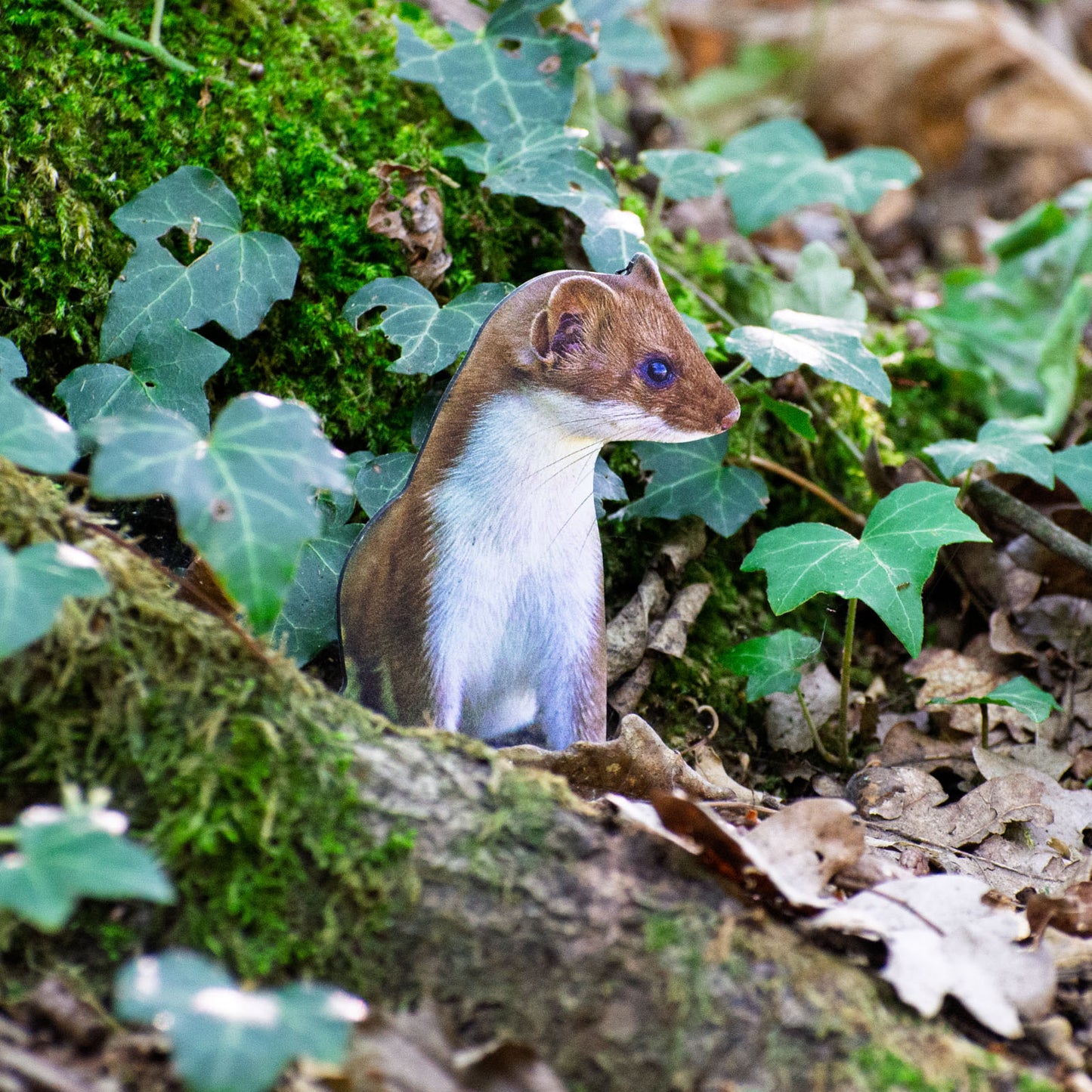 Tieraufsteller Wiesel - Outdoor Set