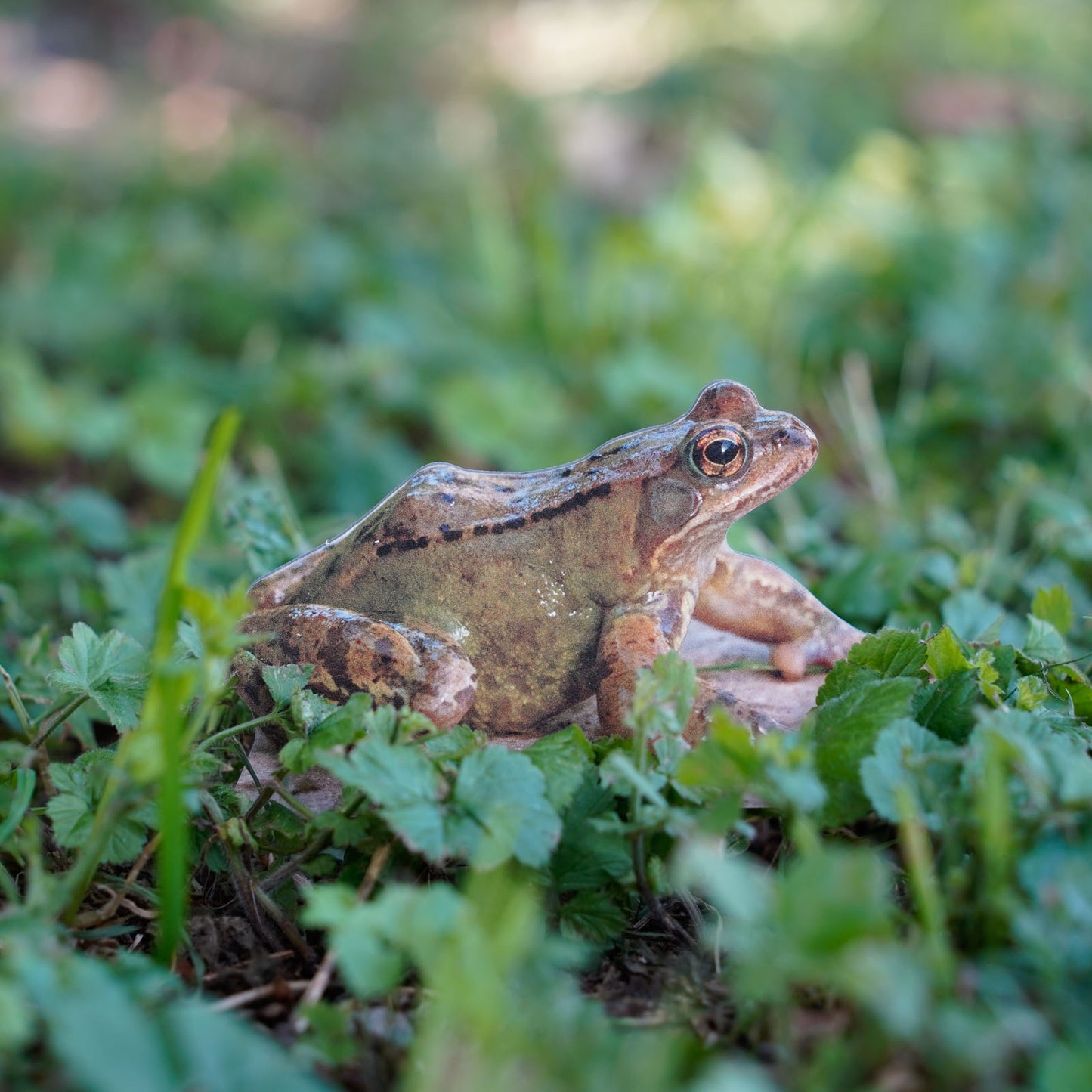 Tieraufsteller Grasfrosch