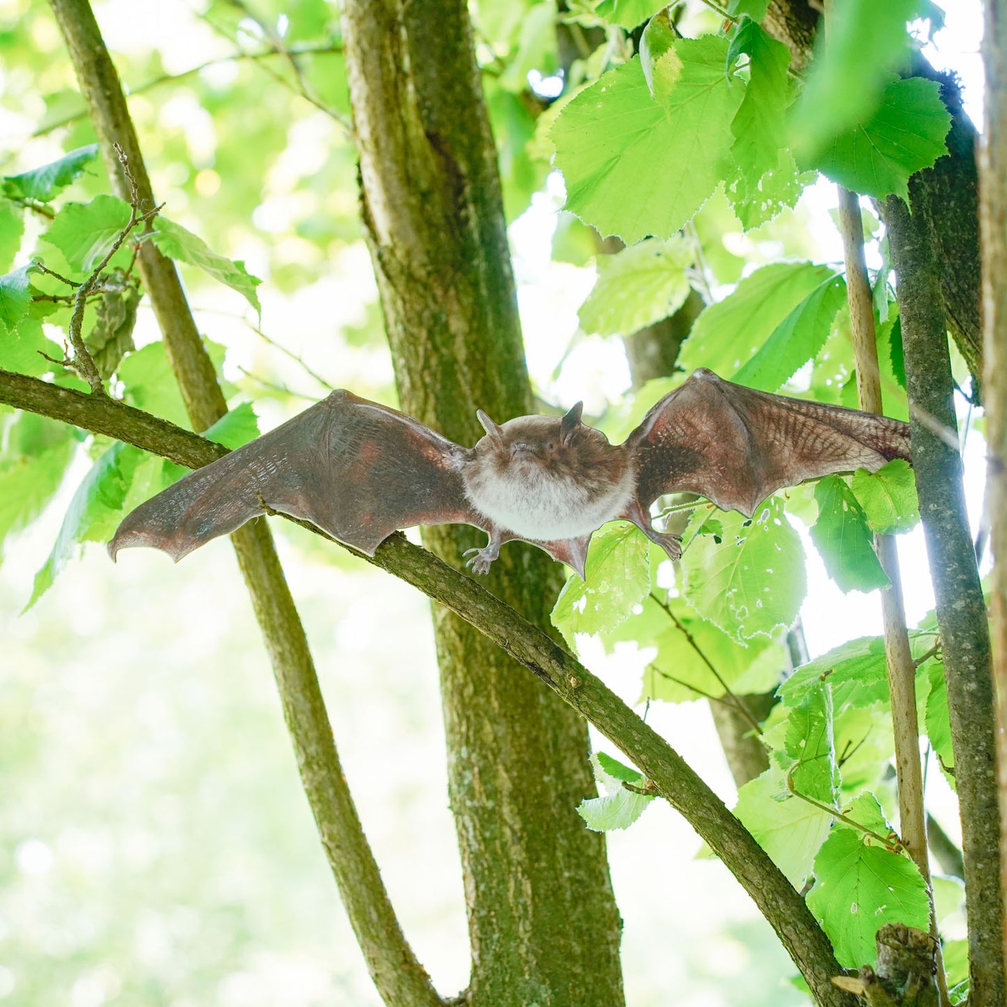 Pipistrello di serotina animale in piedi