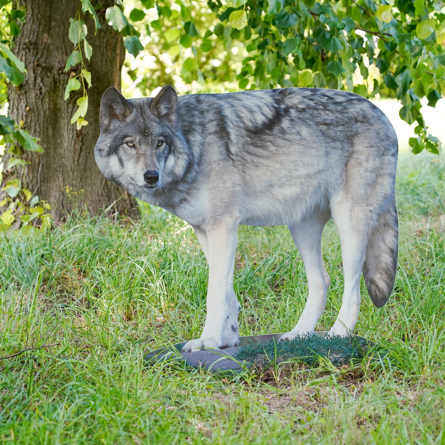Animal display wolf