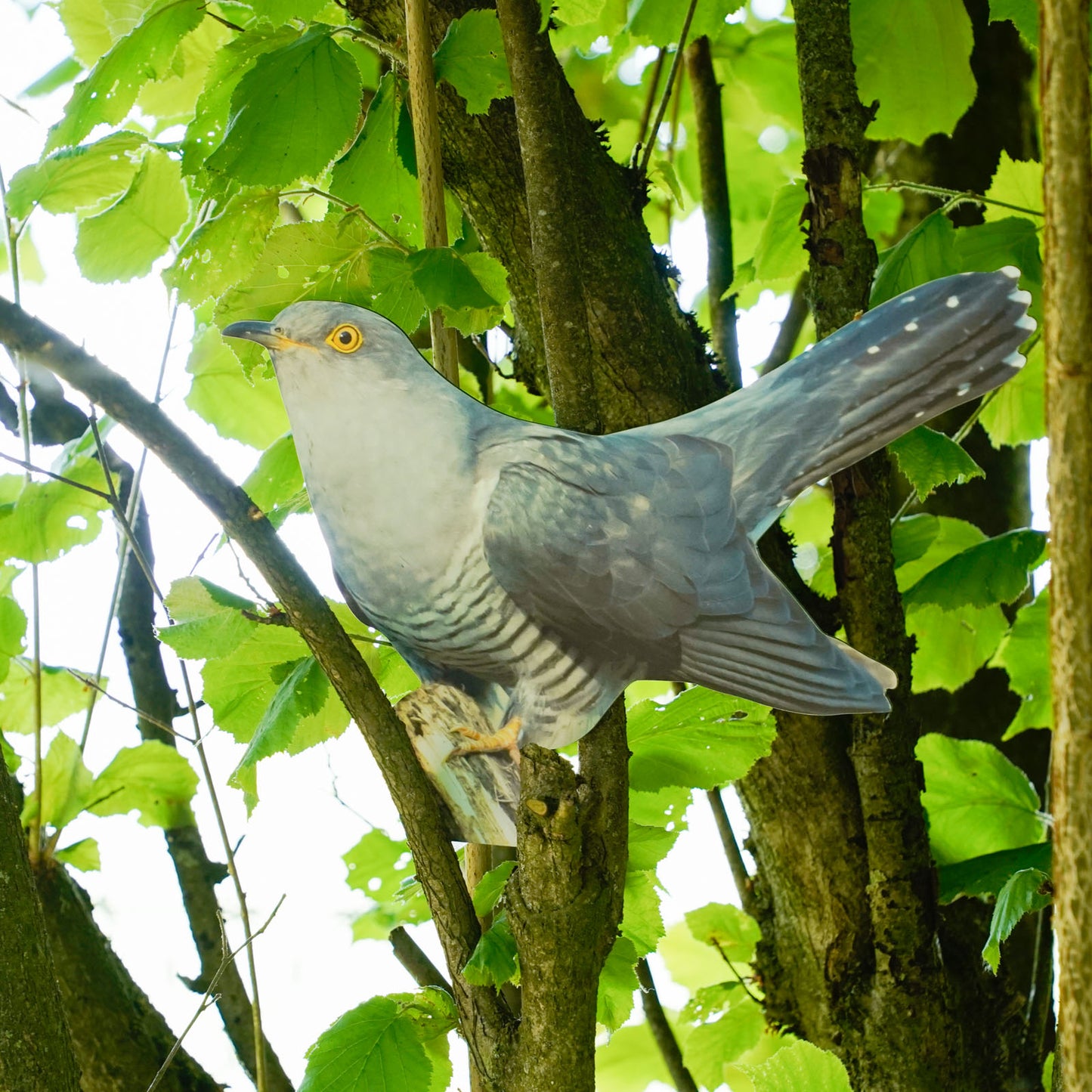 Animal display cuckoo