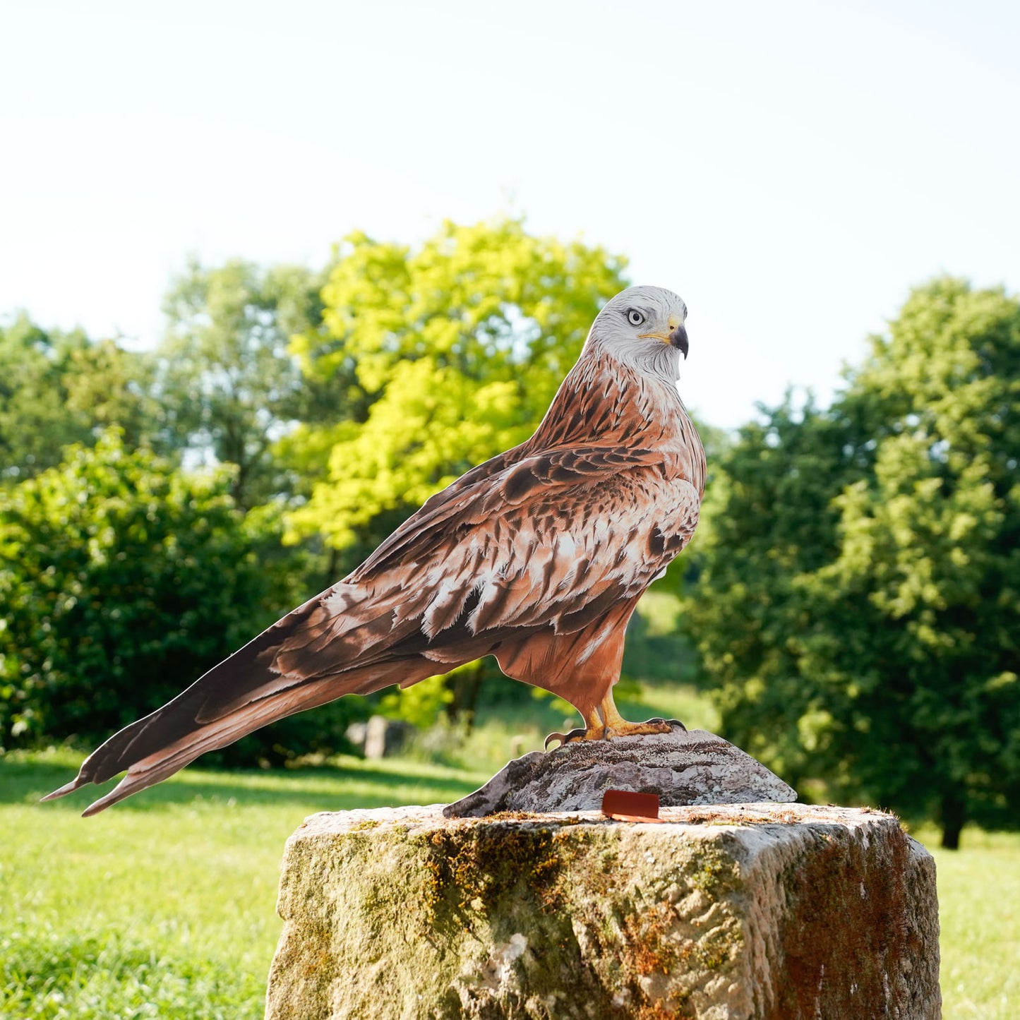 Tierset - Waldvögel