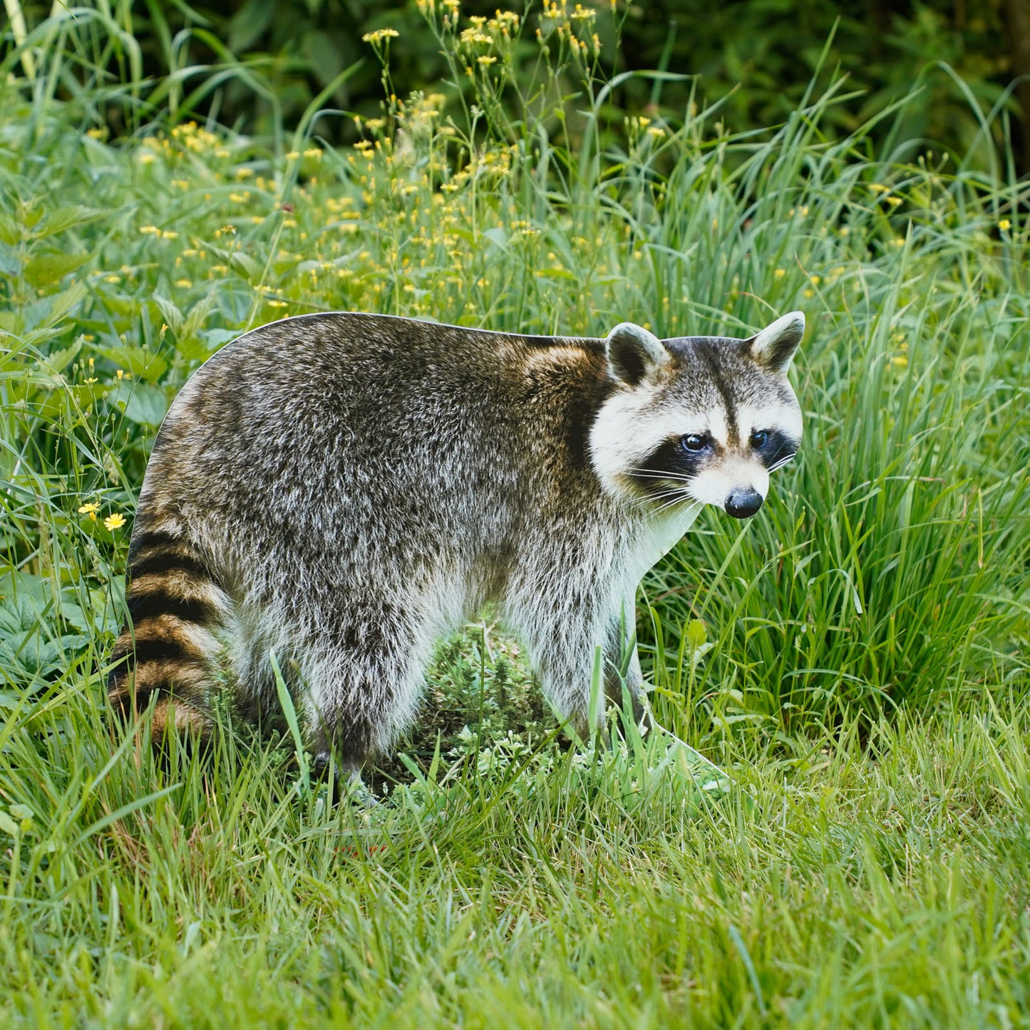 Procione da esposizione per animali