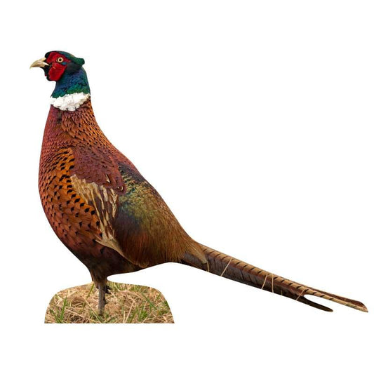 Animal display pheasant rooster - standing