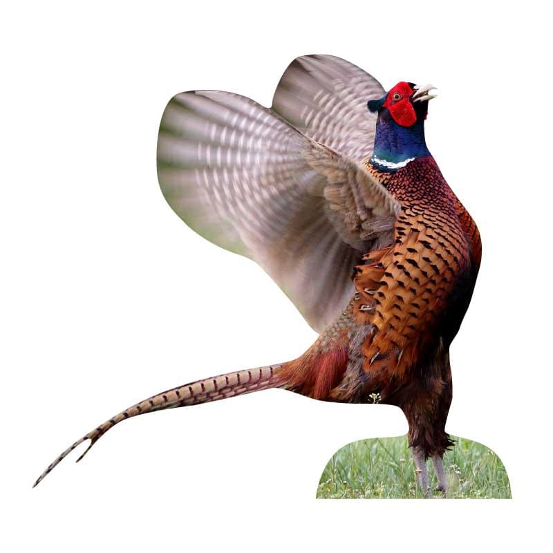 Gallo fagiano da esposizione con animali - ali che sbattono - set da esterno