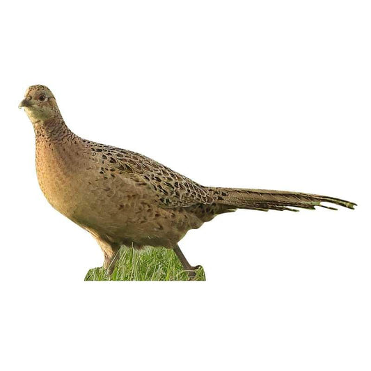 Animal display pheasant hen