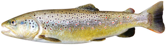 Animal display pine marten