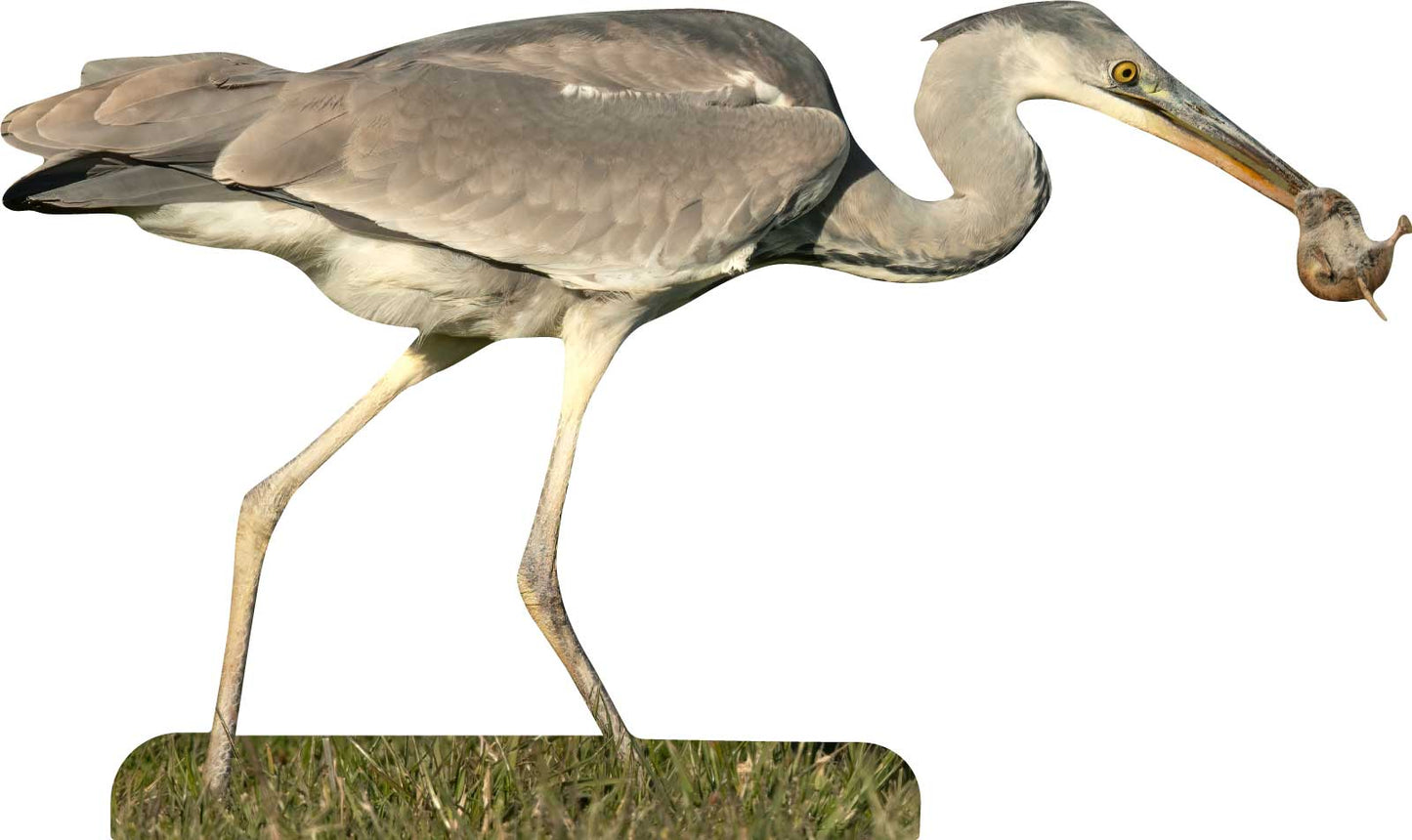 Falco da esposizione con animali - set da esterno