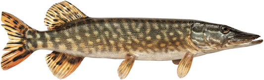 Animal display pine marten