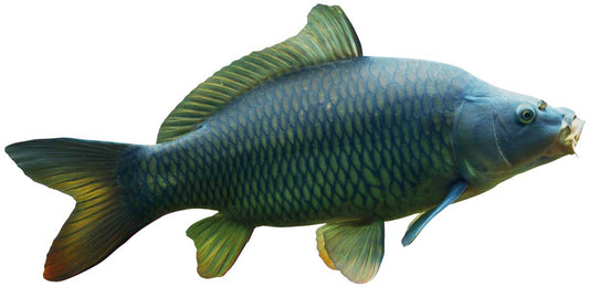 Animal display pine marten