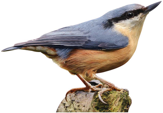 Animal display pine marten