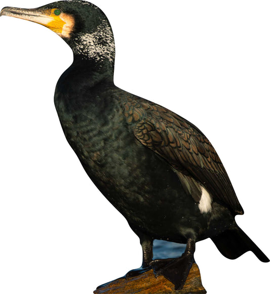 Animal display wild rabbit