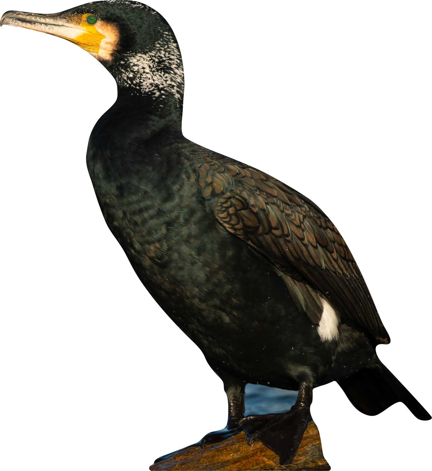 Falco da esposizione con animali - set da esterno
