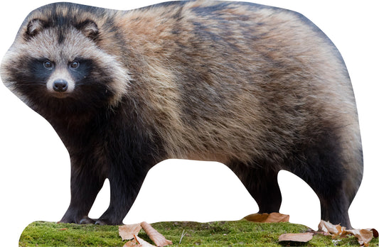 Animal display pine marten