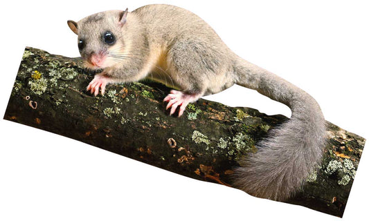 Animal display pine marten