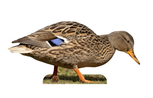 Animal display wild rabbit