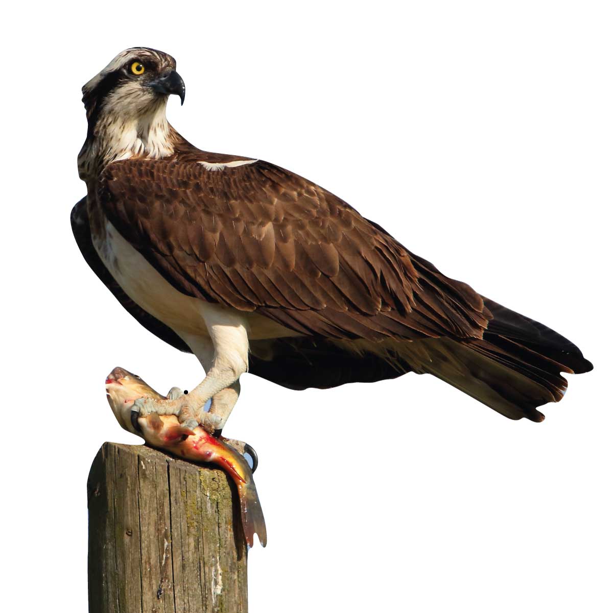Falco pescatore da esposizione con animali - set da esterno