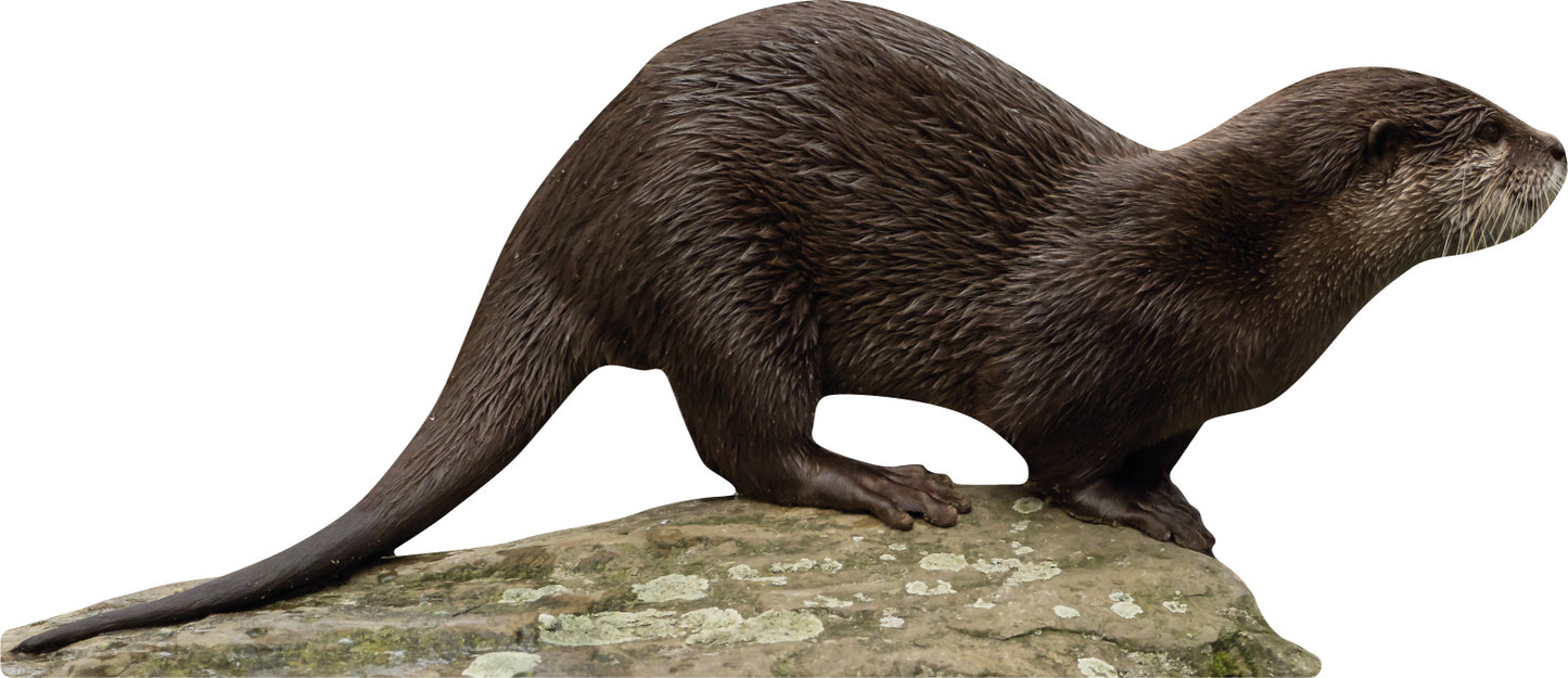 Animal display pine marten - outdoor set