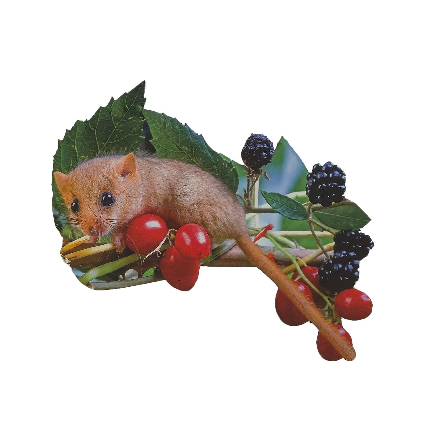 Tieraufsteller Haselmaus