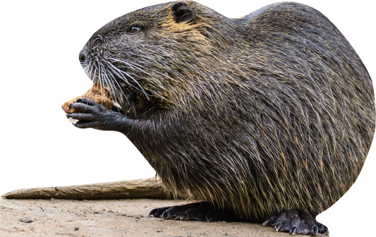 Animal display pine marten