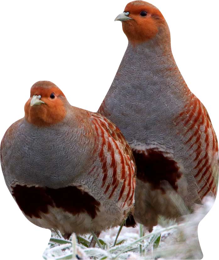Germano reale da esposizione per animali (drago) - set da esterno
