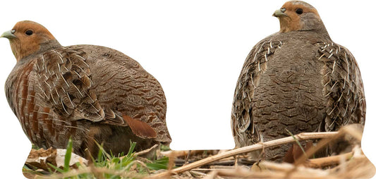Animal display wild rabbit