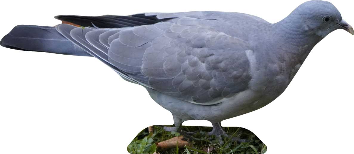Esposizione di animali colomba
