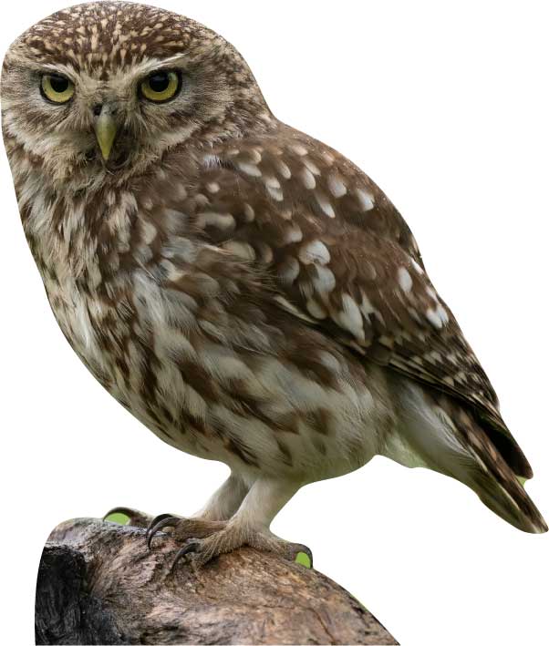 Esposizione di animali Allocco - Set da esterno