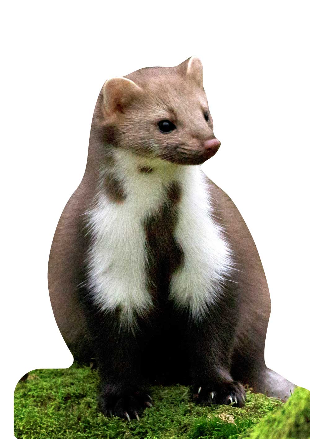 Esposizione di animali martora - set da esterno